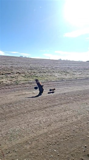 Gamble the Harris Hawk catches a rabbit! #falconry #harrishawk #beagle