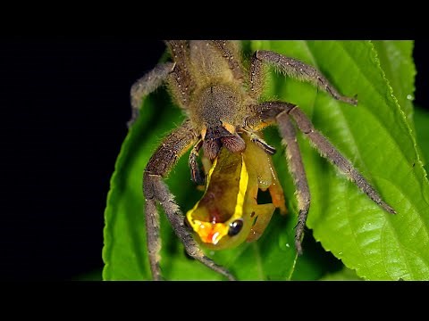 This Wandering Spider Eats a Tree Frog