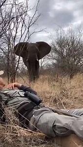 This close encounter with a wild young bull elephant is just unreal 😲🐘 | UNILAD