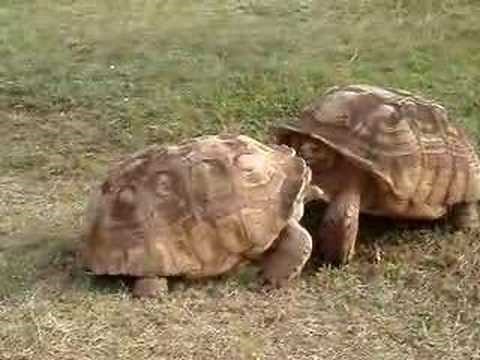 turtles fighting