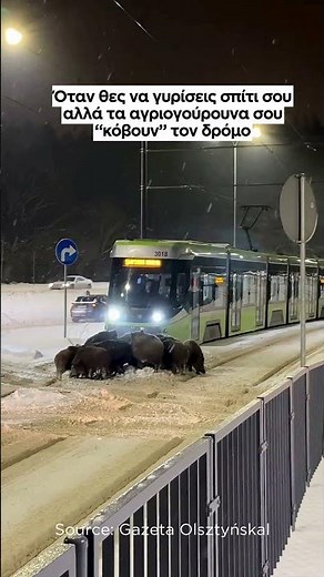 Όταν θες να γυρίσεις σπίτι σου αλλά τα αγριογούρουνα σου “κόβουν” τον δρόμο