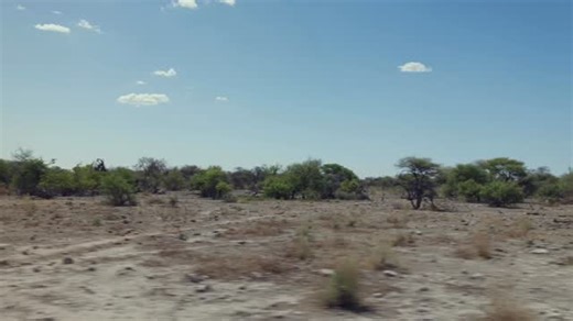 20 reactions | Behold the wildlife wonders of Namibia  #namibiatracksandtrails #travelnamibia #crewten | Namibia Tracks and Trails | Facebook