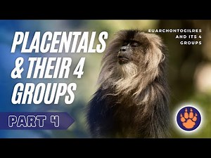 (EP. 4) What are Placental Mammals?