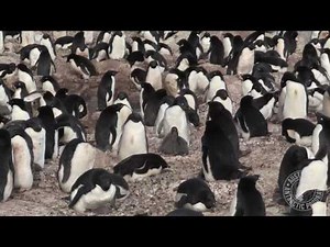 Adelie Penguin Research