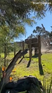 242K views · 1.7K reactions | Cellphone video captures dramatic moment a man brought his child inside the elephant enclosure at the San Diego Zoo Friday. https://bit.ly/3s9ei3m | WFLA News Channel 8 | Facebook
