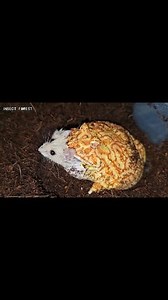 66K views · 483 reactions | Horned Frog Eating Giant Hamster | Insect Forest | Facebook