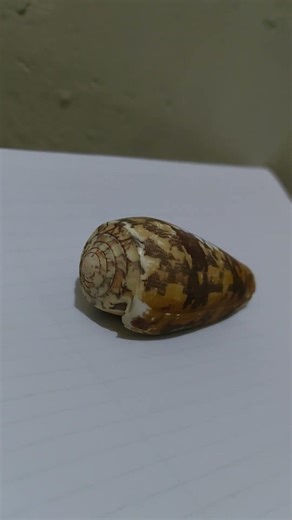 Conus textile cone snail #reeflife #travel #divng #freediving #nature #conservationefforts #snail