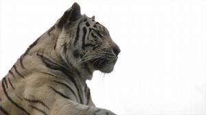 老虎 撒谎要休息 猎人 - Free video on Pixabay