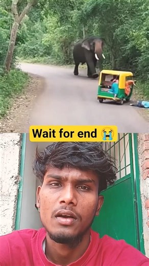 elephant attack#viralreels #viral #shortvideo