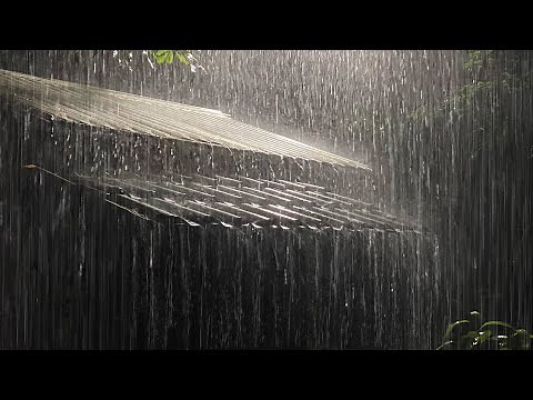 Sleep Instantly in a Tin Roof with Heavy Rainstorm & Pure Thunder Sounds in Foggy Forest at Night