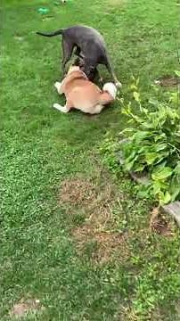 American Akita vs pitbull fight to death !!!!!