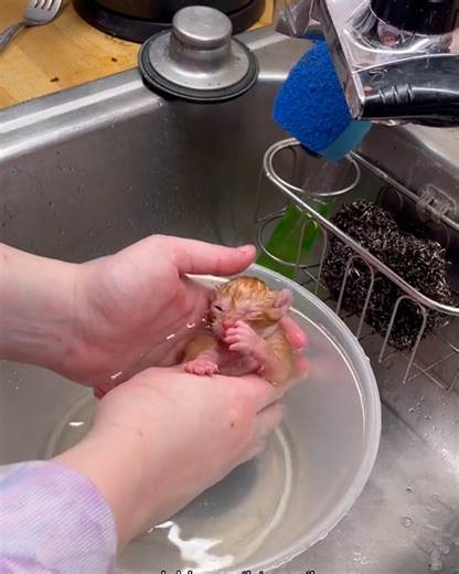 60K views · 2.4K reactions | A mama cat had to move her kittens in a storm and almost lost them all!  | Furry Tails | Facebook