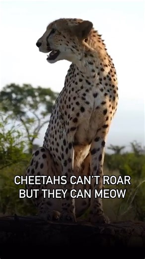 Naturalist’s Guide | Wildlife, Nature, Folklore, and More on Instagram: "Cheetahs are not classified as a “big cat” because they cannot roar. Instead of roaring, cheetahs use a variety of other sounds to communicate, such as purring, hissing, and chirping sounds. The term “big cats” typically refers to members of the genus Panthera, which includes lions, tigers, leopards, and jaguars. These cats can roar due to a specialized larynx and a unique set of vocal cords. Cheetahs belong to the genus Ac