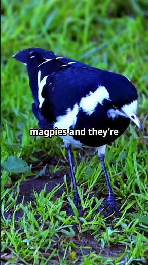 Australian Magpie Facts