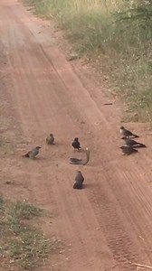 746K views · 3K reactions | angry birds teach snake a lesson. #bird #snake #wild #fyp #birds #nature | Beautiful Birds | Facebook