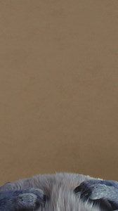 Anyone know a good dog trainer?! Stitch was running wild at the Sydney premiere of Disney's #LiloAndStitch 🤪 | Disney