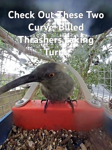 Check Out These Two Curve-Billed Thrashers taking Turns #birds #thrashermagazine