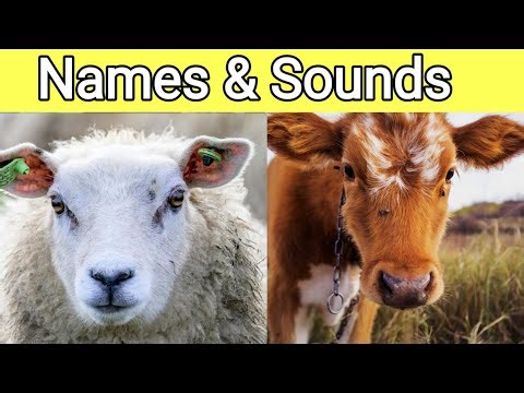 Learn 20 Amazing Animal Names & Sounds 🐶🐯 | Kids Educational Video