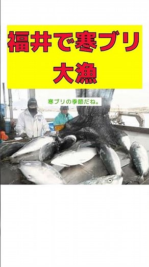 【話題】福井の漁師が直面した寒ブリ大漁の衝撃！6000匹の網に詰まった光景とは？ #反応集 #short #福井 #漁師 #寒ブリ #豊漁 #反応
