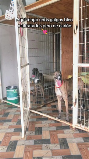 Galgos maltratados rescatados: señales y cómo ayudar
