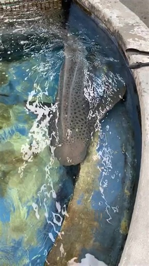 2.6K views · 55 reactions | HAND FEEDING Fern the zebra shark! 麗 @aquariumpacific. | Mason Barns | Facebook