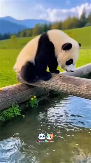 Funny Panda Compilation Video #panda #funny #funnypanda #funnyvideo #funnyanimals #comedy #babypanda