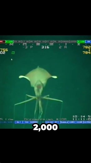 The Scariest Thing in the Ocean... 🦑💀 ou Real Alien Found 2,000m Deep? 🌊👽.