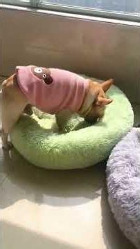 When You Have a Dramatic French Bulldog 🤣😂 | Funniest Frenchie Moments Ever! 🐶