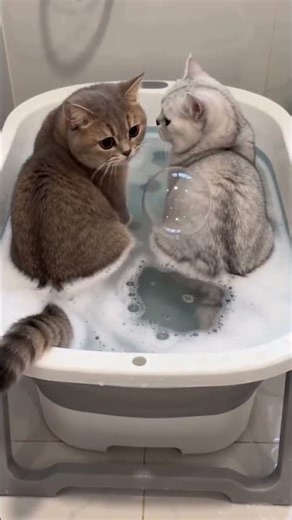 Cute Kitten's Bubble Bath Fun: AI Bathtub Bubble Storm