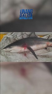 Pating, nahuli sa ilog sa Brgy. Taliptip sa Bulakan, Bulacan #shorts | Unang Balita