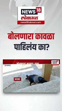 Talking crow ।बोलणारा कावळा पाहिलंय का? । Talking crow Video