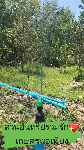 แผนการแก้ปัญหา/รับมือภัยแล้ง ผมจะใช้วิธีติดตั้งระบบน้ำฝอย(น้ำหมอก) ฉีดขึ้นสู่อากาศให้เต็มสวน โดยใช้หัวสปริงเกอร์แบบฉีดฝอยทั้งหมด 120 หัว ใช้วาล์วเป็นตัวกำหนดความแรง แต่แรงดันน้ำจากปั๊ม 3 แรงเท่าเดิม / วาล์วจะช่วยปรับความสูง/ต่ำของละอองน้ำ💧 หมายเหตุ : การสร้างละอองน้ำบนที่สูง/บนอากาศ เป็นการเพิ่มความชื้นให้อากาศ ในช่วงหน้าแล้งจัด(ภัยแล้ง) จะทำให้สวนเกษตรของเรารอดพ้นจากภัยแล้งได้ ในทุกระดับ 💁 จากคลิป ถ้าใครตั้งใจสังเกตุดี ๆ จะมองเห็นละอองน้ำบนอากาศ แต่ถ้าใครมองแบบผ่าน ๆ ท่านจะมองเห็นละอองน้ำจากป