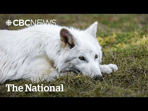 Tech company’s revival of extinct dire wolves raises ethical questions
