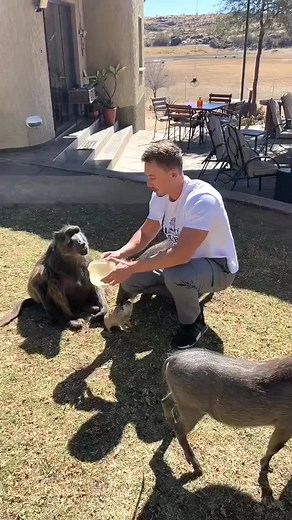 Feeding time with Cindy the Baboon and friends!! 🥰🤩 #baboon #meerkat #warthog #feedingtime #cuteanimals #animals #pandapower #love #animal #funnyanimals #lovepandas #pandaeyes #wildlife #pandalover #nature #baby #babypanda #pets #pandabear #cute #welovepandas #animalphotography #pandaworld #pandalife #pandababy #pandalove #petsofinstagram #babyanimals #giantpanda #pandas #wildlifephotography | post eveay