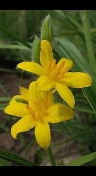 Using African Potato Hypoxis Hemerocallidea for Healing with Ethnobotanist Jean-Francois Sobiecki