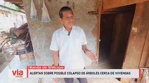 5.3K views · 56 reactions | La Banda de Shilcayo: alertan sobre posible colapso de árboles cerca de viviendas. | VIA Televisión | Facebook