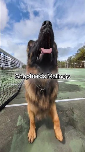 Special Forces Dogs That Don’t Miss