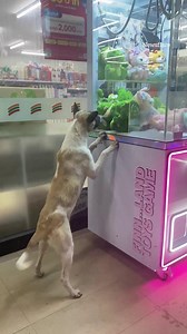 429K views · 2.4K reactions | Stray dog receives first-ever toy after arcade visitor wins it on claw machine | The Sun | Facebook