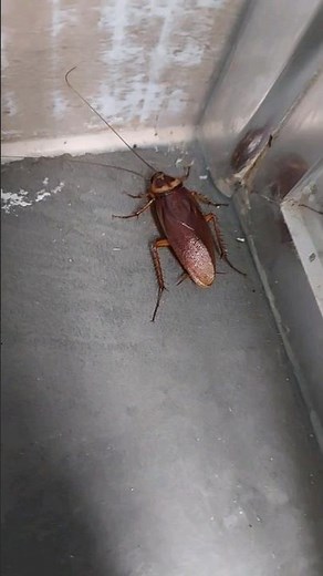 Big flying cockroach in Australian bathroom :) #cockroach #wildlife