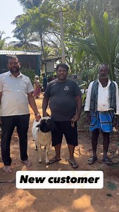 Live wait 60kg F1 dropper sheep sold out? | Manjunath M