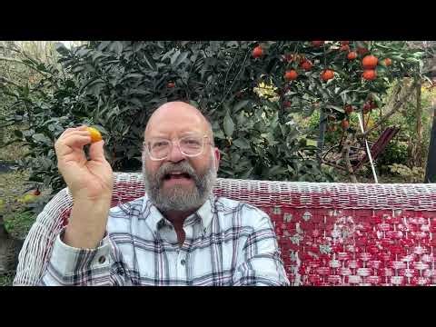 Citrus Taste Test 19 November 2025