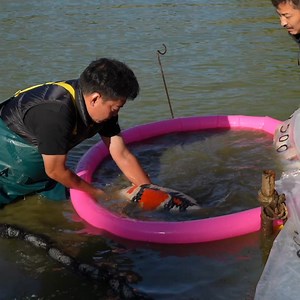 100K views · 2.9K reactions | These Japanese Koi Are Breathtaking  ‍ #fish #koiharvest #japanesekoi #koi | Yvo - The Koi Partner | Facebook