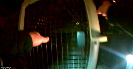 St. Francis dog trainer and boarder charged with animal mistreatment