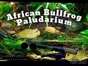 African Bullfrog Paludarium Setup