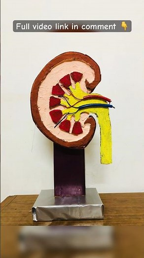 ✨Kidney 3D Model - Science Project DIY | Still Model using cardboard #shorts #science #3d #project