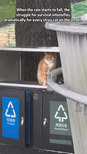 Smart Warmth Tech: Bed Adjusts for Perfect Cat Naps