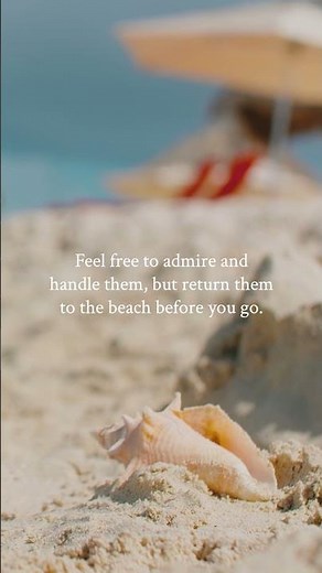 Seashells #Sustainability #EcoTourism #Beach #Aruba #Seashells