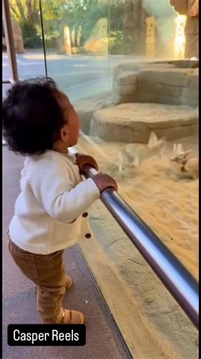 Fennec foxes playing — baby shock