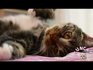 𝓢𝓾𝓷𝓒𝓪𝓽 - 'Cold Coffee People' Official Music Video