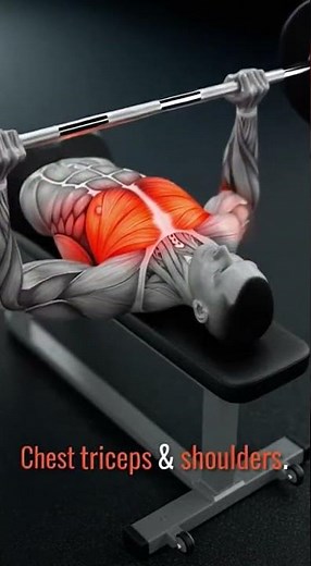 Bench Press Anatomy Animation: Chest, Triceps & Shoulder Activation Explained